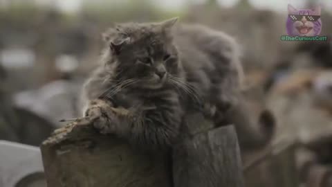These 10 Everyday Things HURT Your Cat's Feelings!