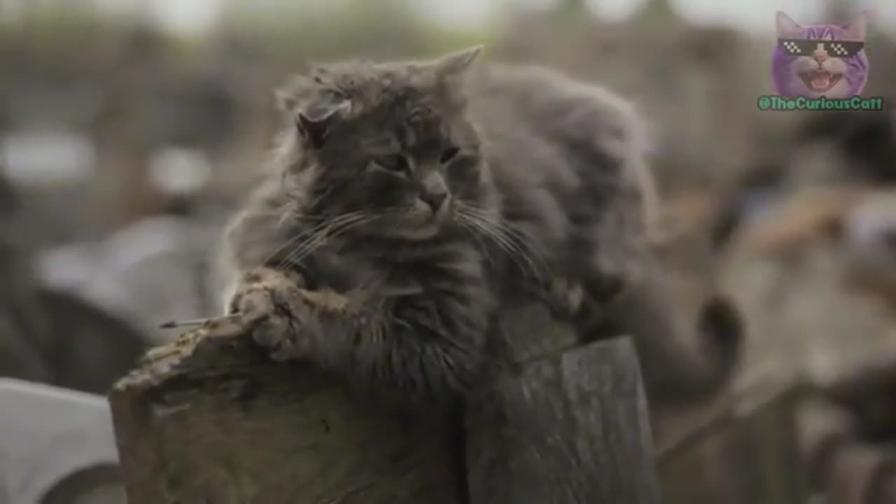 These 10 Everyday Things HURT Your Cat's Feelings!