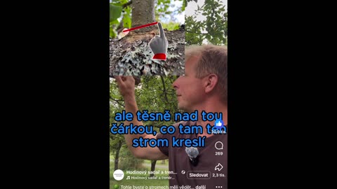 Jak prořezat strom a zajistit úrodu