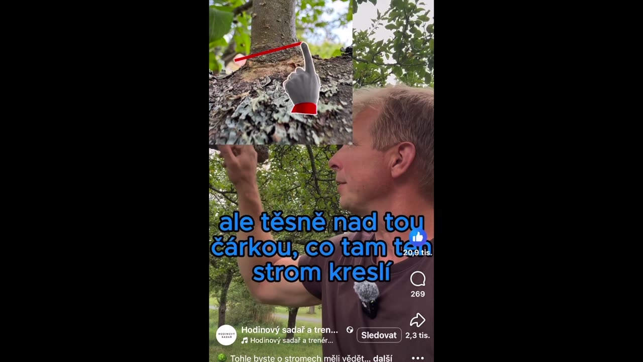 Jak prořezat strom a zajistit úrodu