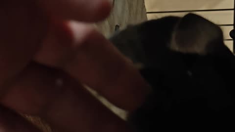 Chinchillas oct 2025