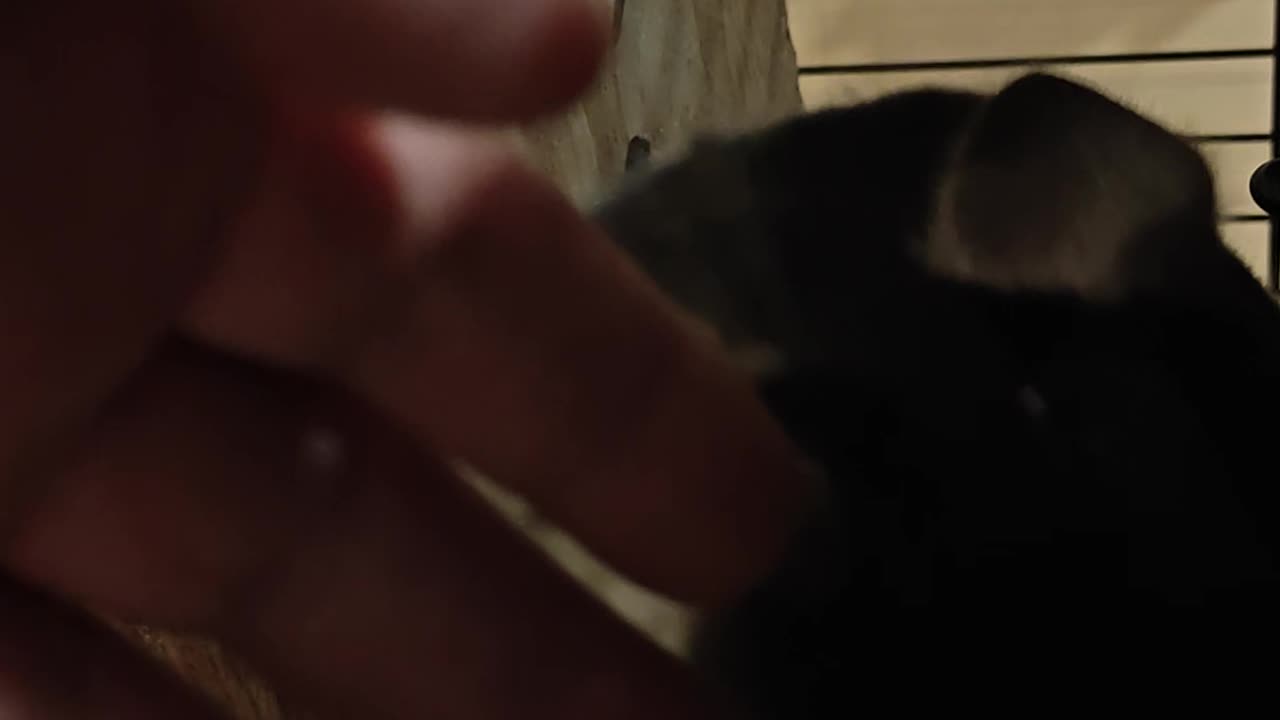 Chinchillas oct 2025