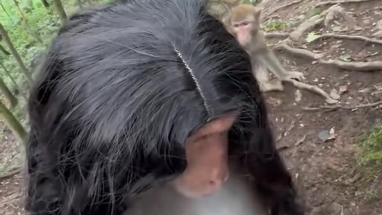 Funny monkey video 🤣🤣🤣