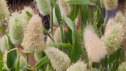 Bunny tail grass