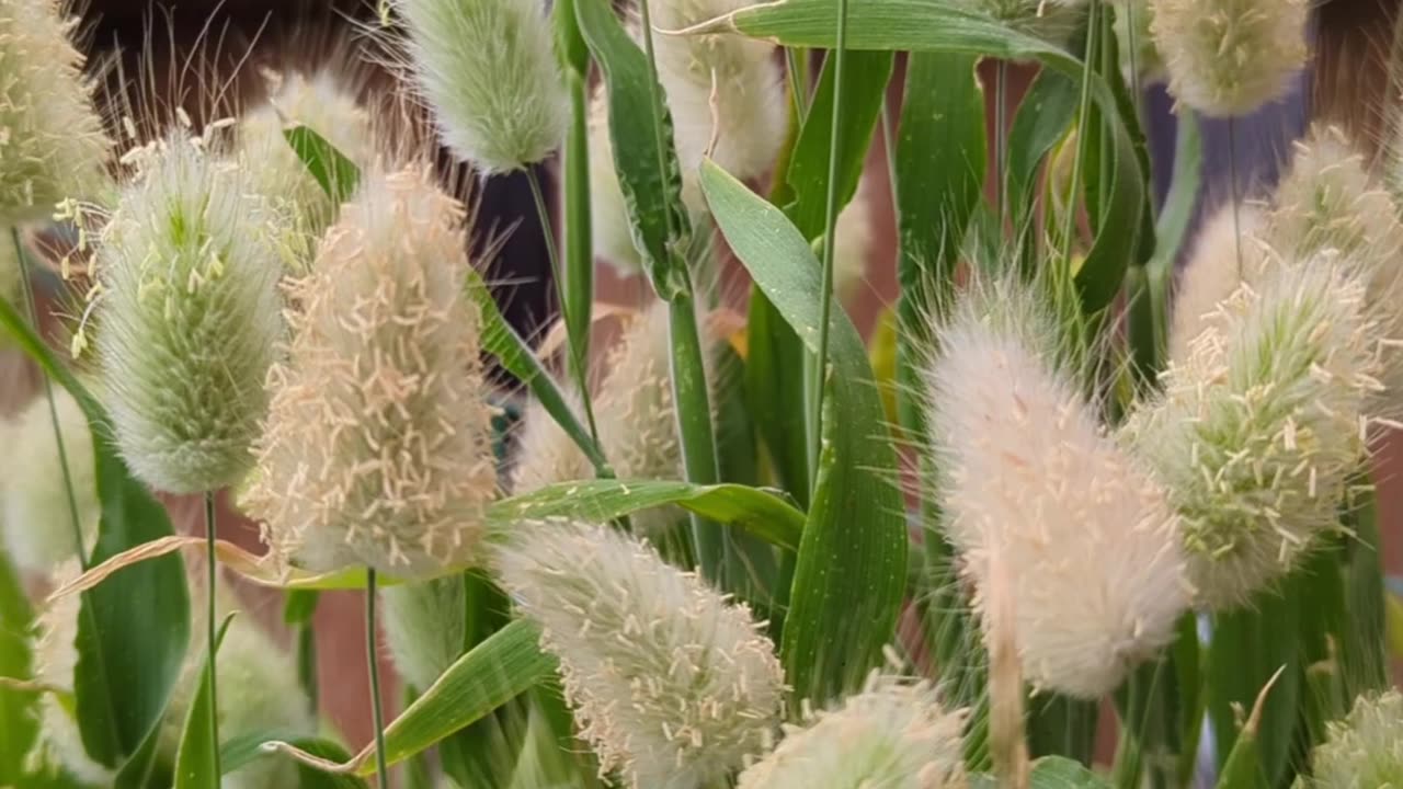 Bunny tail grass