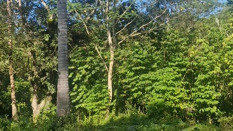 Nothing Beats Morning Walks to the Farm | Life in the Philippines 🌾