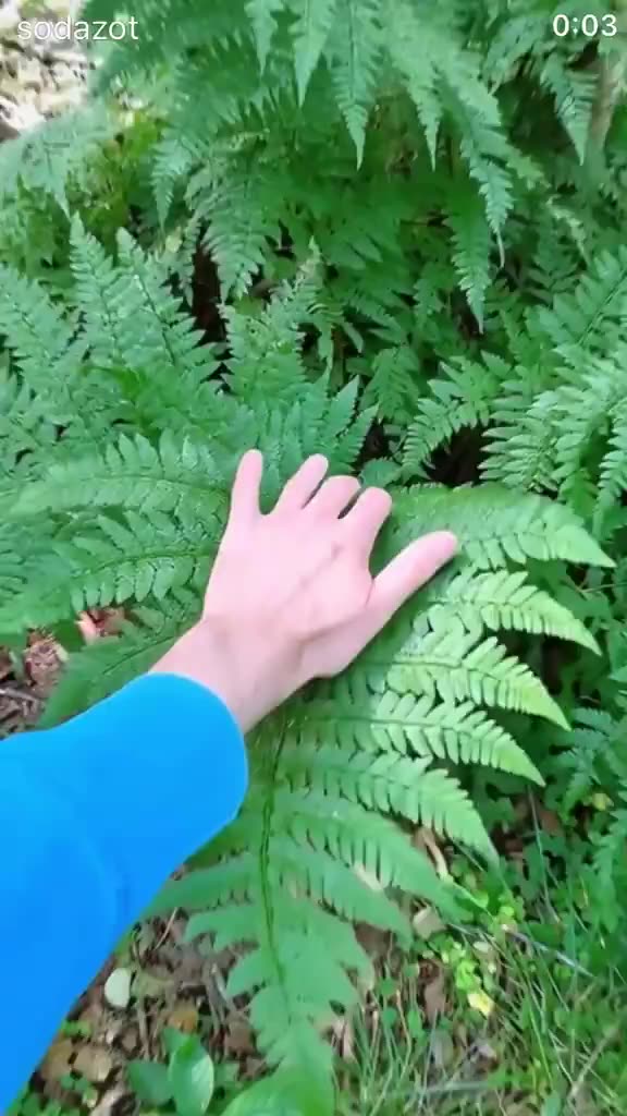 The amazing Fern Hugger plant folds its leaves instantly when touched