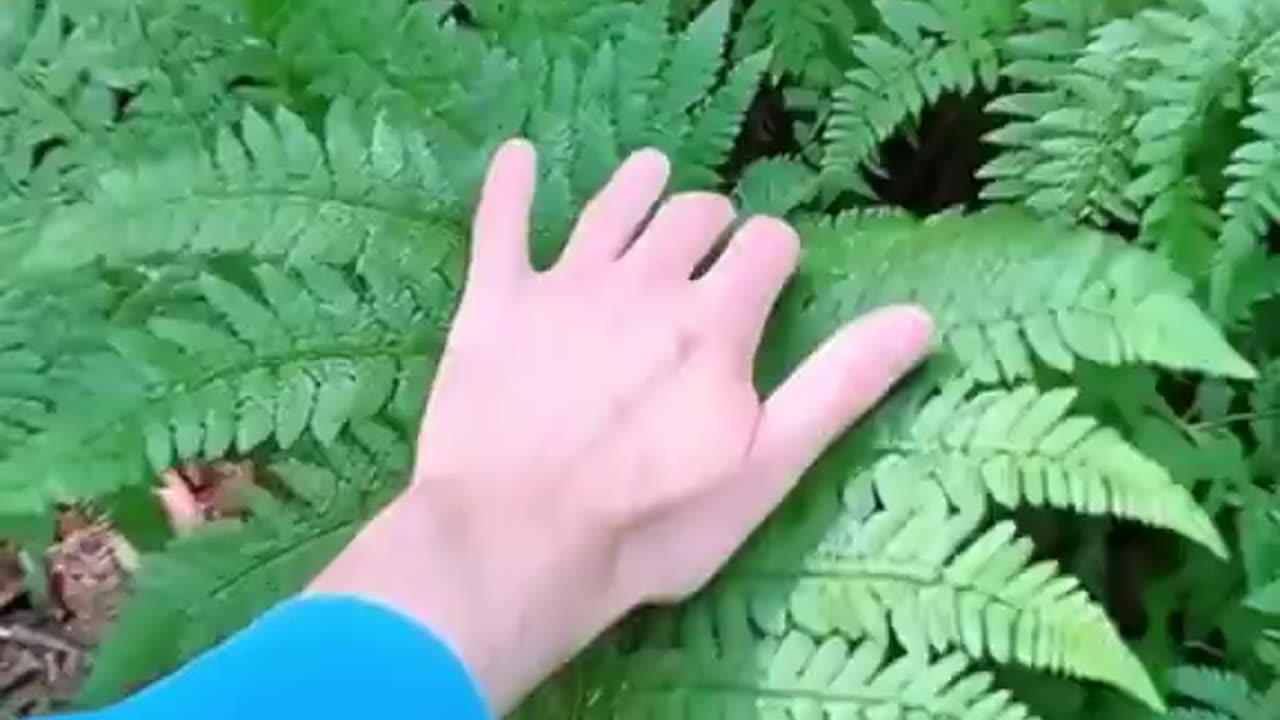 The amazing Fern Hugger plant folds its leaves instantly when touched