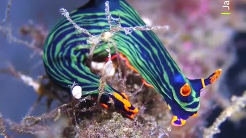 🤯✨ Discover the Most Beautiful Neon Slug! | FeedMyCuriosity