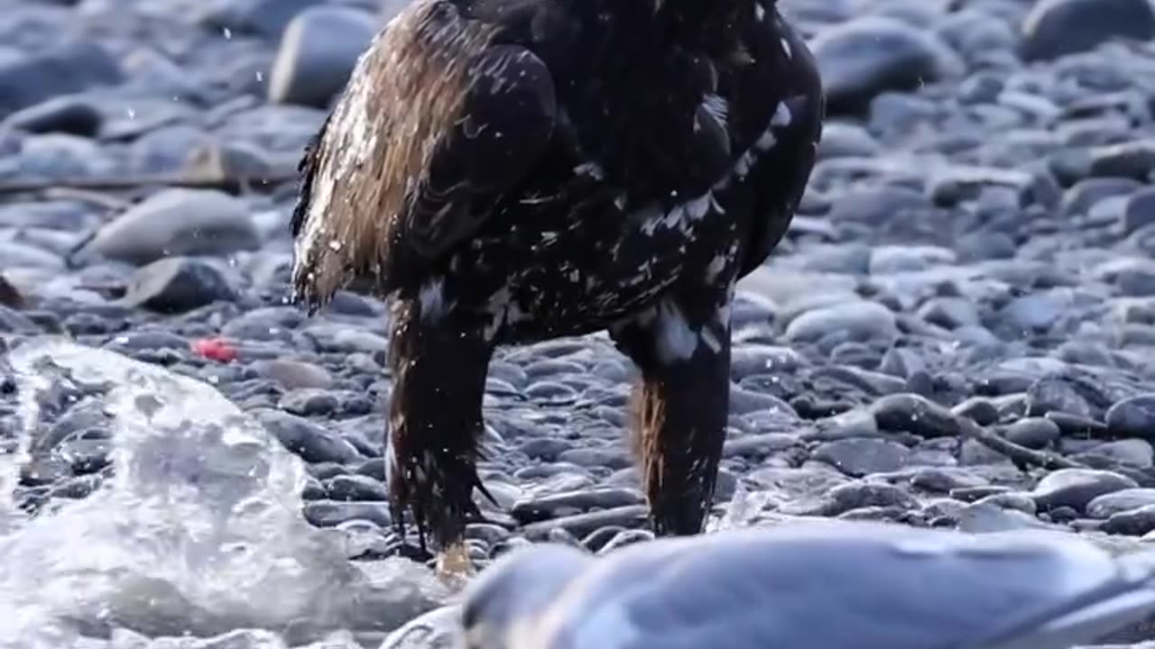 Eagle attack on fish