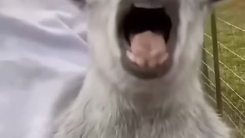 LOOK AT THEM FUNNY Funny Animals 2025 ?? - Funniest Cats and Dogs video ?? ?? #shorts