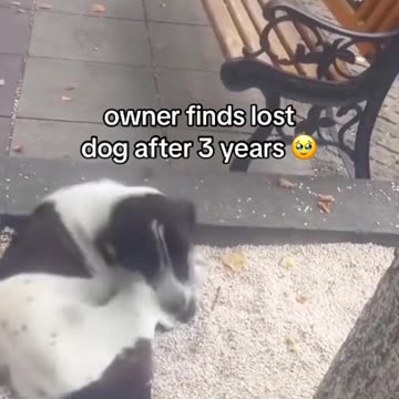 Jorge a dog from Georgia, was reunited with his owner after being missing for almost three years.