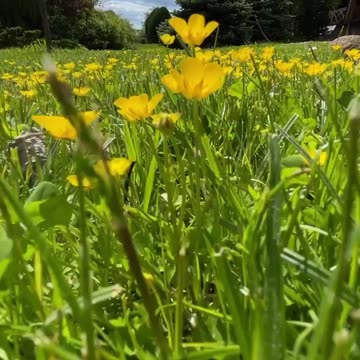 Inspired by the beautiful summer landscapes