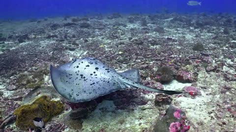 Soft Breeze House Session