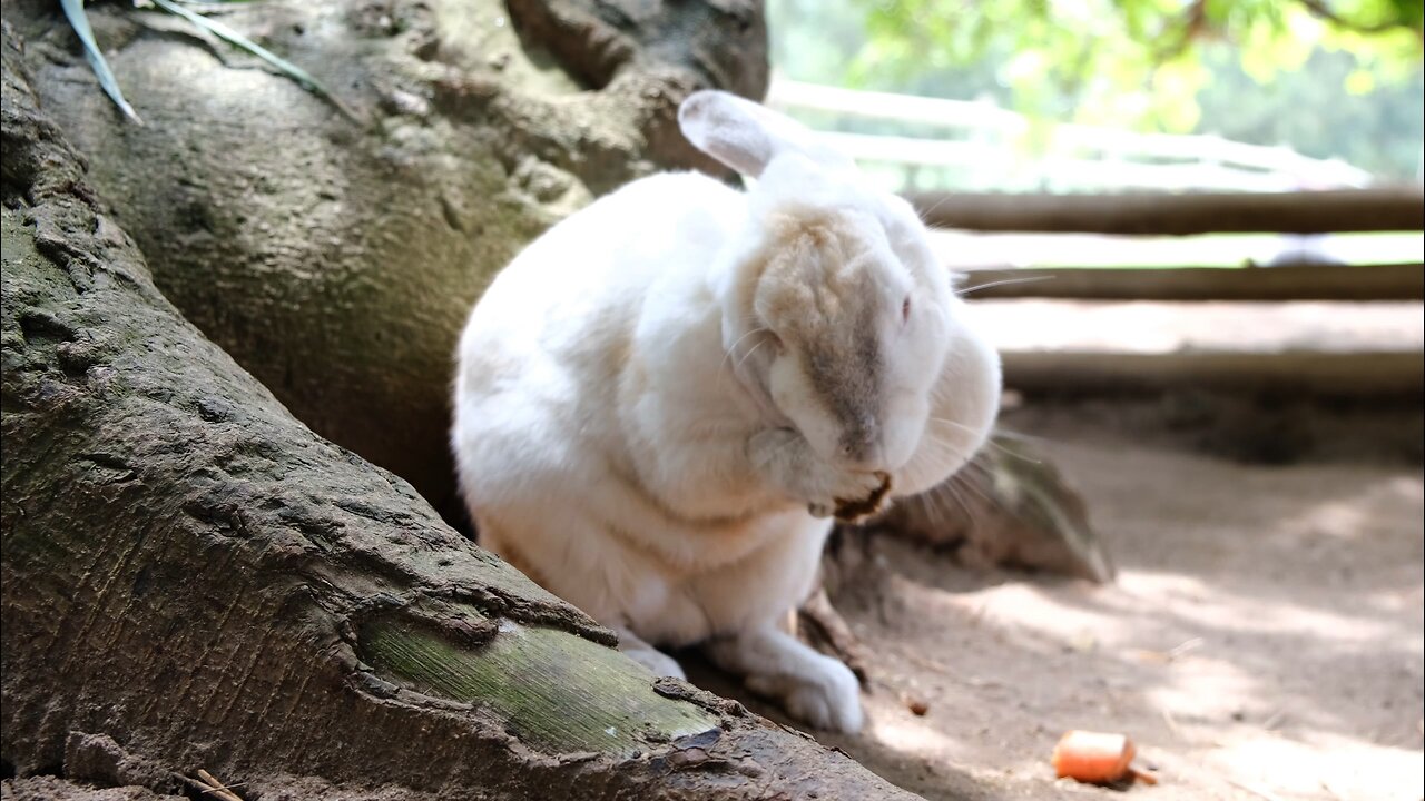 Bunny Self-Care in Action! 🐰💆‍♂️