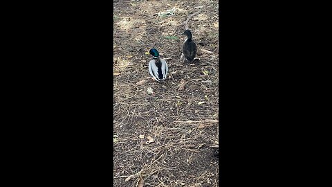 Mallard Duck 🦆 & Swedish Duck 🦆 #mallardduck #duck #subscribe #shorts #viral #trending