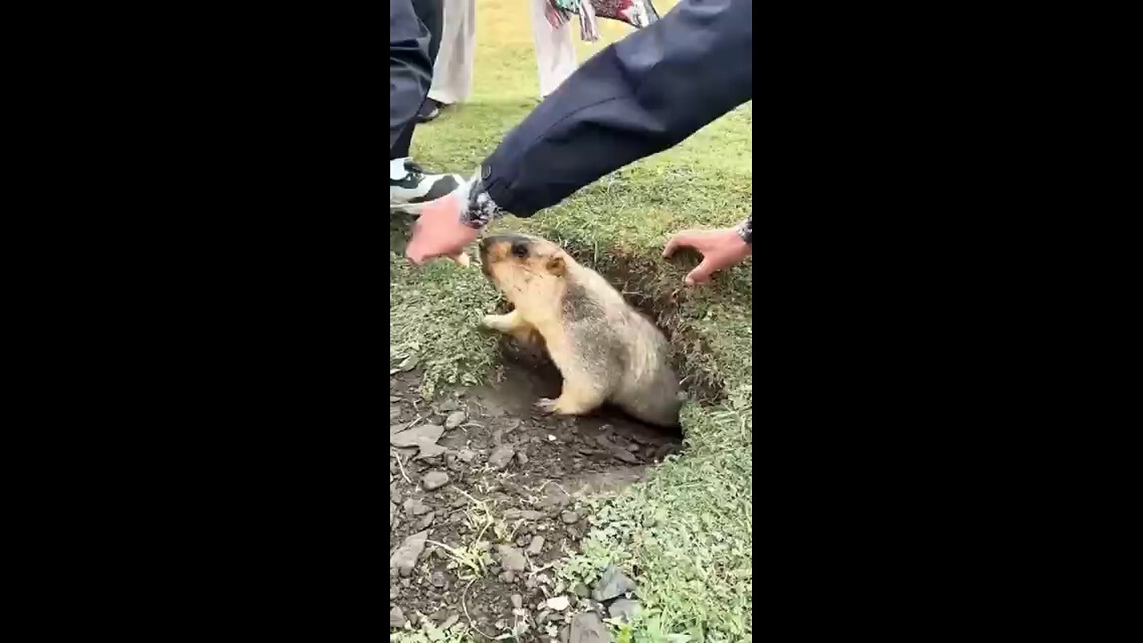 Marmot cute baby