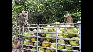 Monkey Labor: The Shocking Truth Behind Your Coconut Products