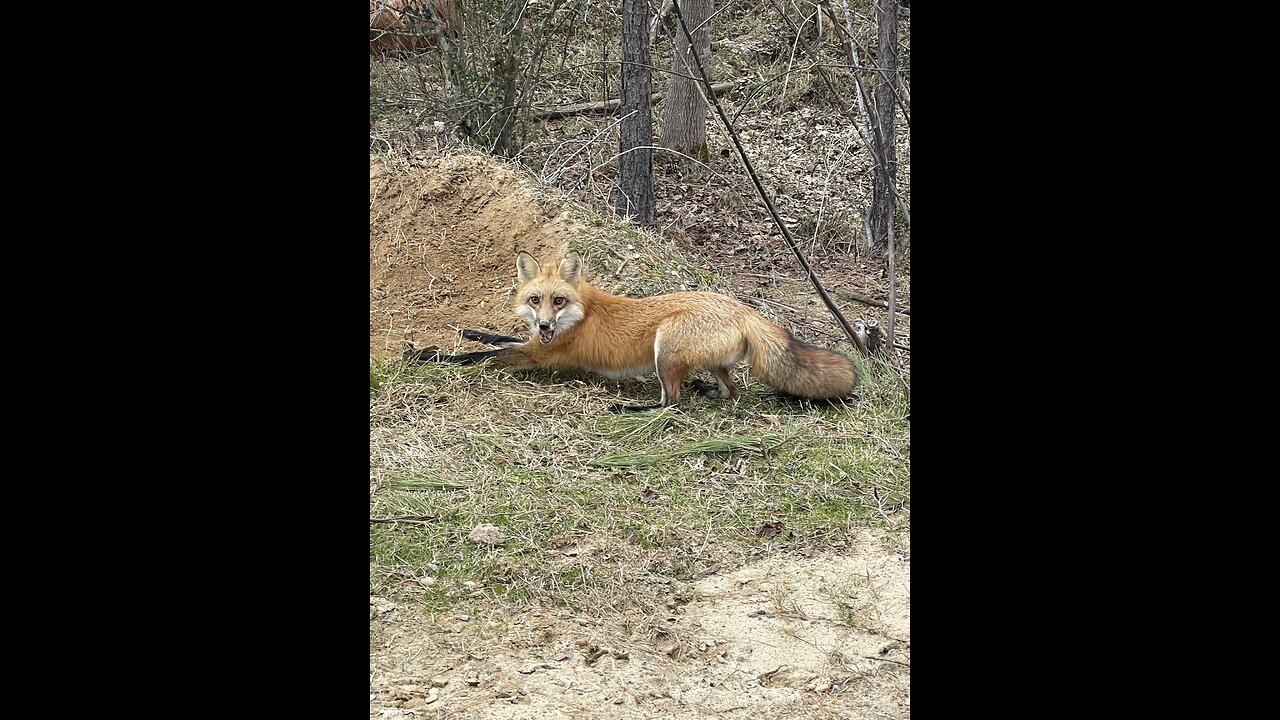 Trapping Red Fox