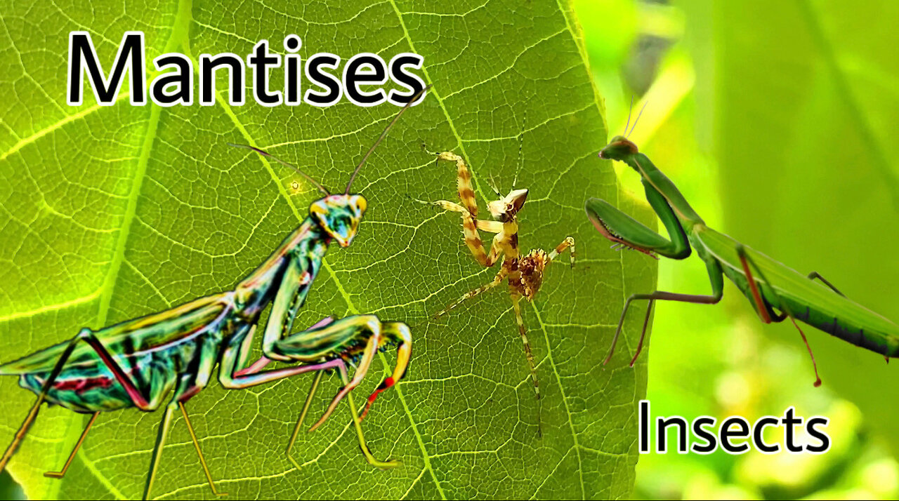 Insects (mantises)