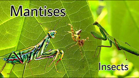 Insects (mantises)