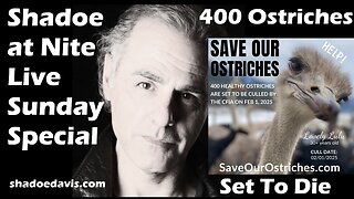 Jan. 26th/2025-400 Ostriches Have Been Scheduled to Die on Sat. Feb. 1st