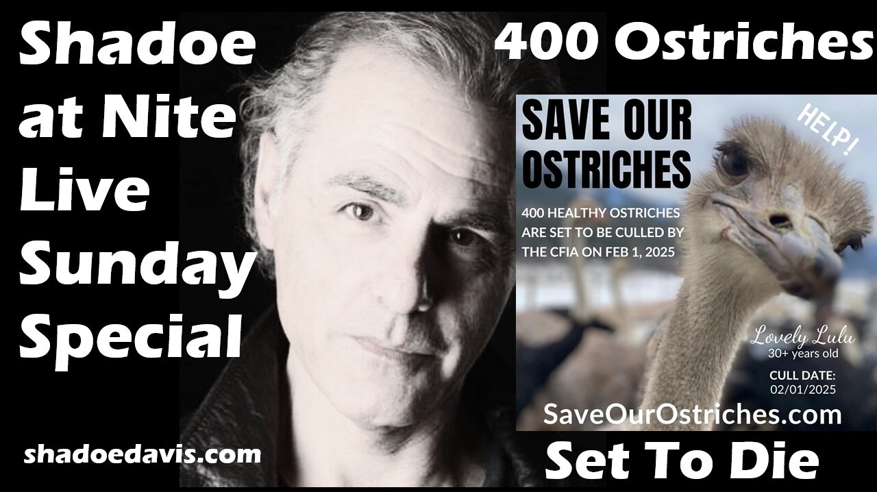 Jan. 26th/2025-400 Ostriches Have Been Scheduled to Die on Sat. Feb. 1st