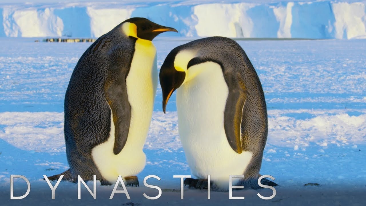 Emperor Penguins Nurture a Snowball