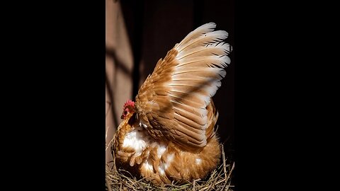 😌🐔🎧 Soft Hen Whisper Moment!