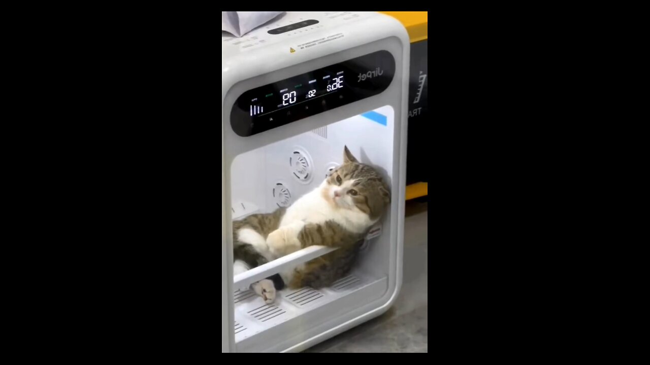 Random Cat Expression