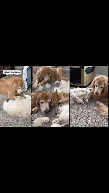 Glad alla hjärtans dag ifrån mamma katt! 😻