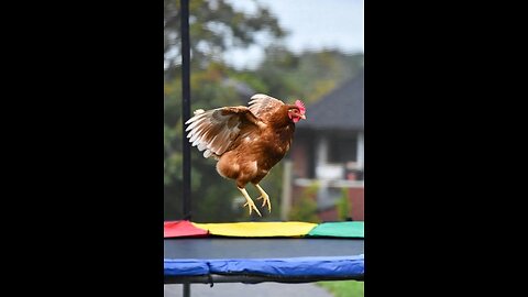 🐔🤸‍♀️ Hen Trampoline Flip FAIL! 💥😂