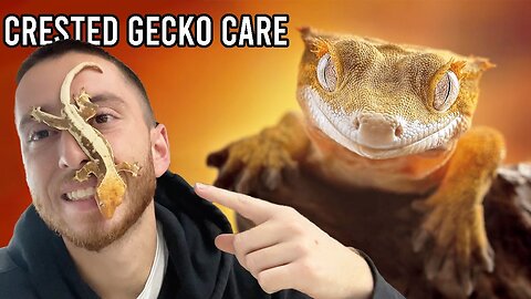 The Ultimate Crested Gecko Care Guide! Everything You Need to Know!