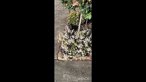 NOVEMBER FLOWERS 261125 #truth #jesus #christ #king #mary #joseph #ihs #church #bible #christian #s