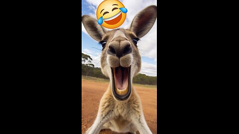 funny donkey