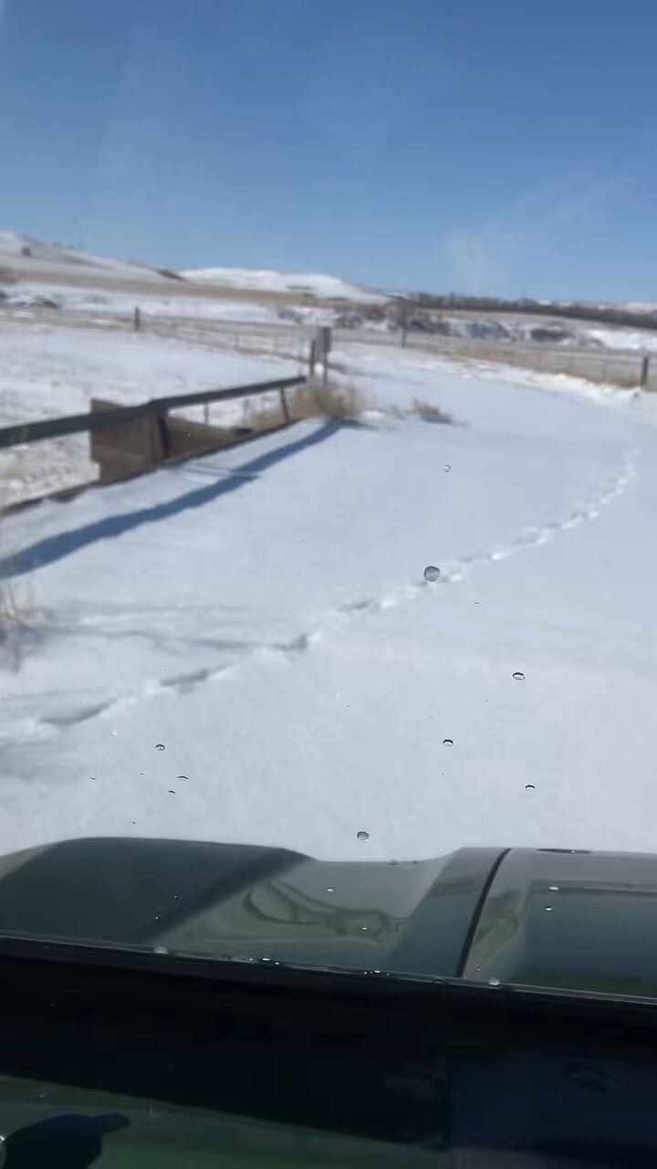 Fresh snow and game tracks. thumbnail