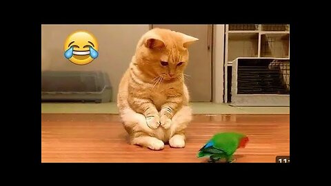 Funniest Animals 🐧 - Best Of The 2024 Funny Animal Videos 😁 - Cutest Animals Ever part:- 56