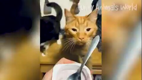 Funny cats 😺 videos 2024🤣 funny animal videos funny cats video funny cats compilation