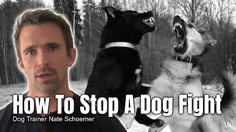 How To Stop A Dog Fight (Dog Trainer Nate Schoemer)