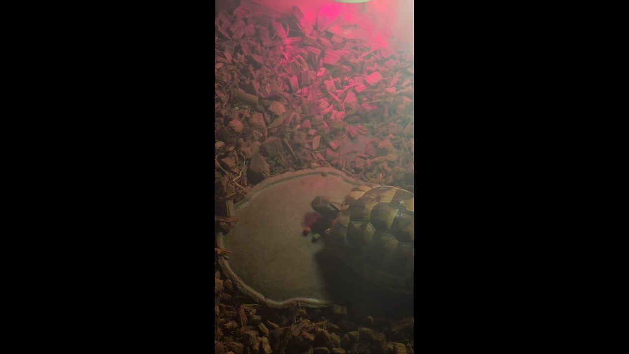 East hermann tortoise view