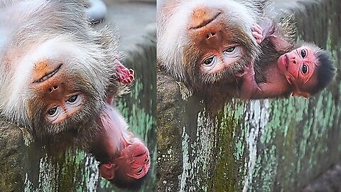 My Goodness! Newborn Baby Monkey In This Hard Moment When Mom Exhausted