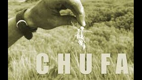 AI purposes a new Superfood Chufa (Cyperus esculentus)