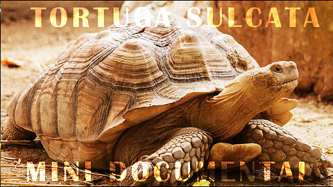 Las TORTUGAS SULCATAS y sus SUPERPODERES Secretos