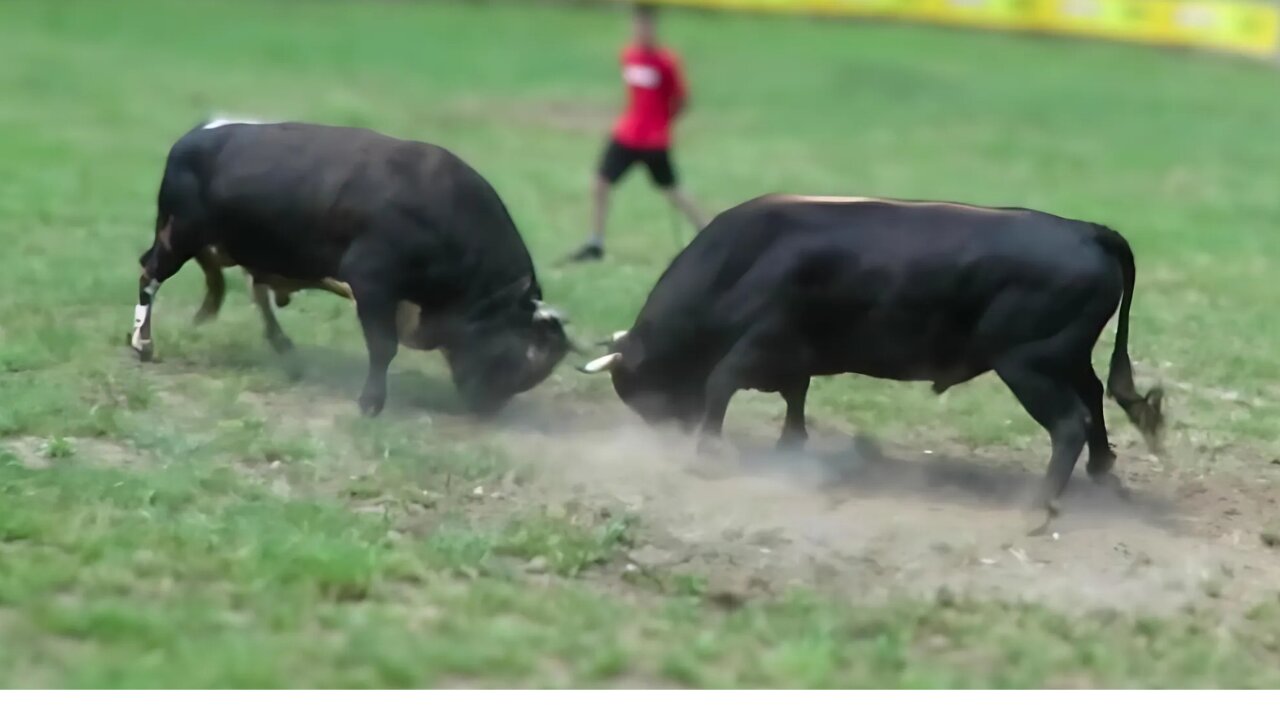 Medonja od Mitra vs Peran od Alagića Pribrača 2024