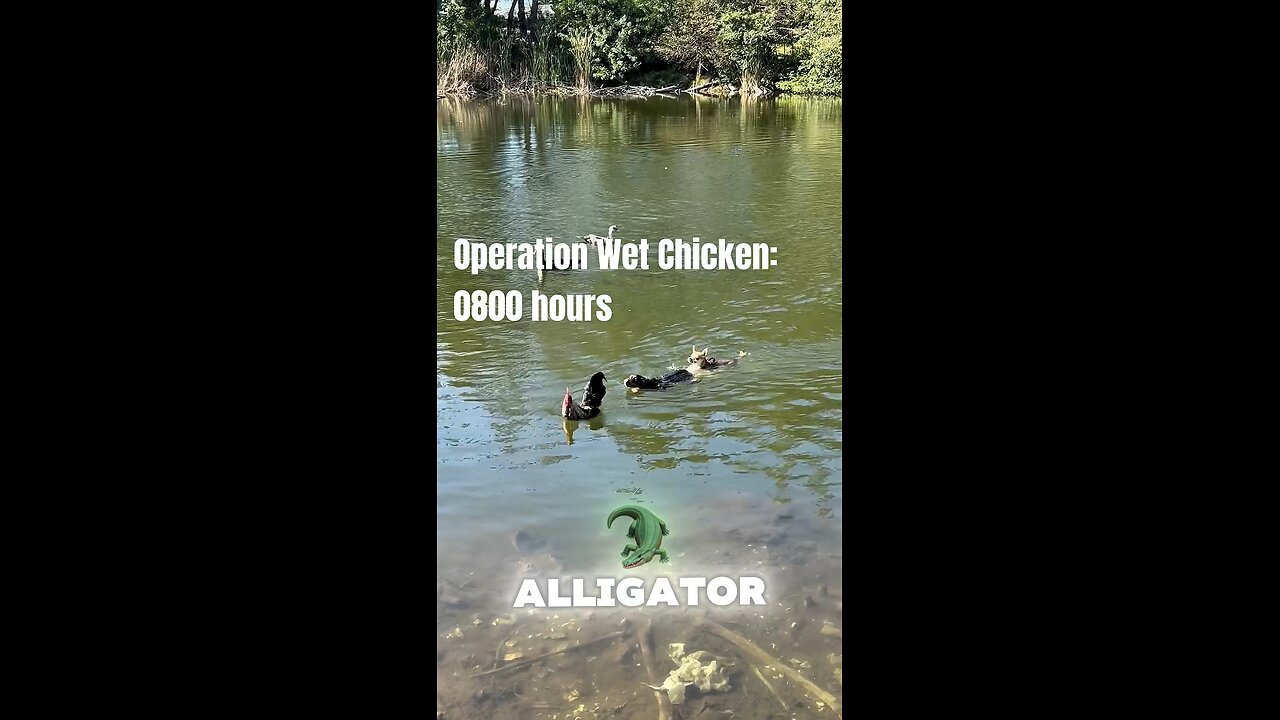 Operation: Wet Chicken