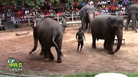 Elephant Toys Dehiwala Sri Lanka🇱🇰