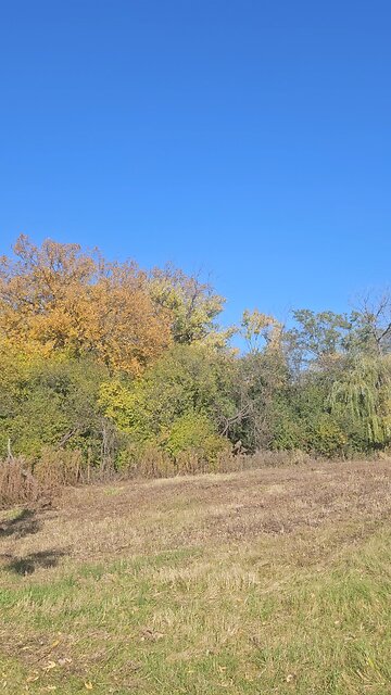 Golden Autumn Tree 🌳