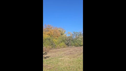 Golden Autumn Tree 🌳