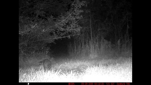 Deer Cam 09 29 2025 Raccoon Game Cam Trail Camera