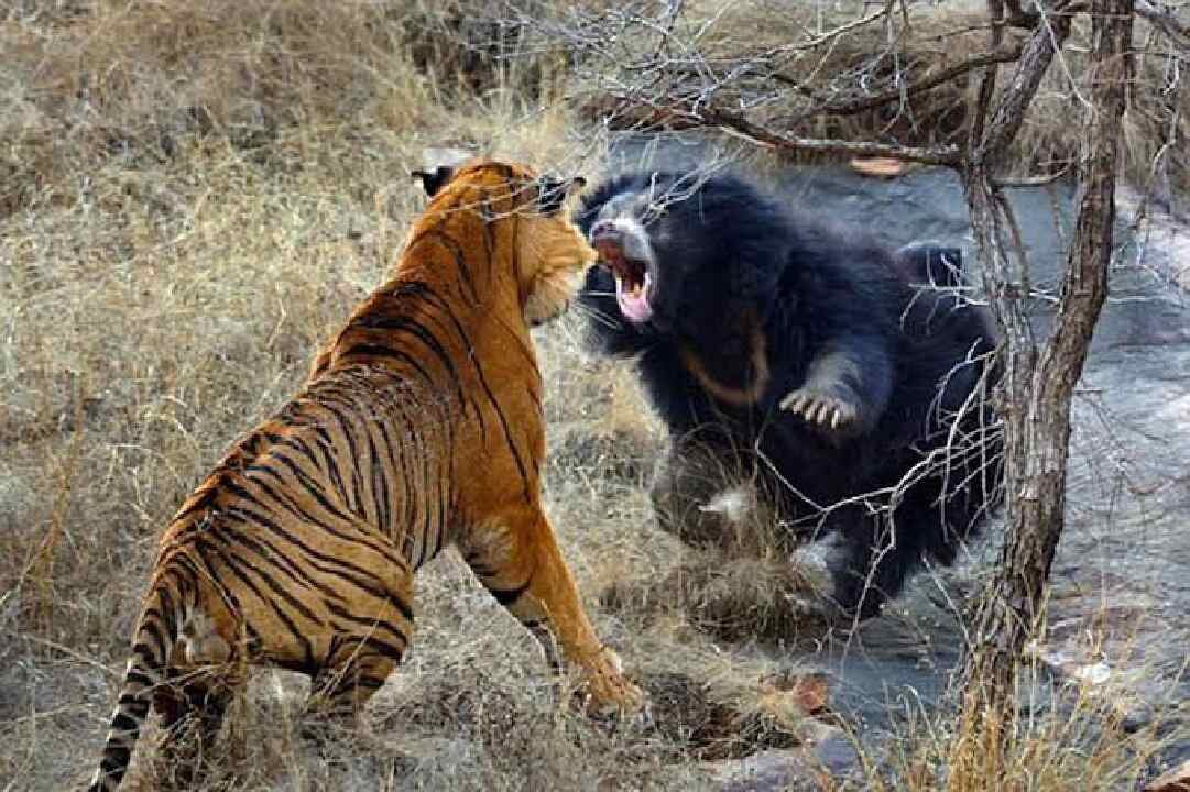 How Animals Fight